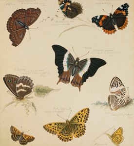 Études de papillons et d