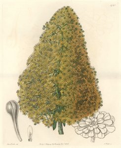 Plante succulente, fleur d