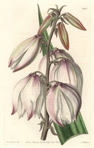 Superbe Yucca (illustration de Sarah Anne Drake)