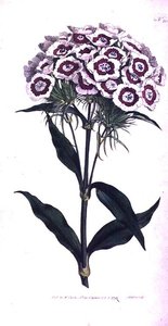 Œillet de Poète ou Œillet Barbu (Dianthus barbatus), planche 205 de 