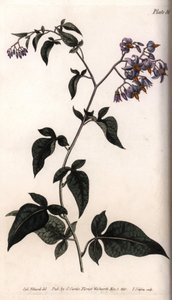 Douce-amère ou morelle douce-amère - Sydenham Teast Edwards