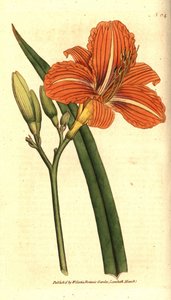 Hémérocalle fauve