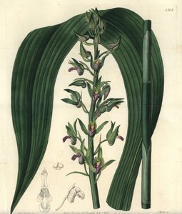 Orchidée terrestre