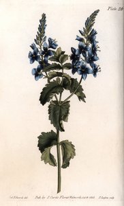 La véronique petit chêne ou fausse germandrée