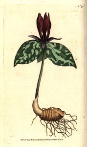 Trille sessile, Trillium sessile. Gravure à la main en couleur d