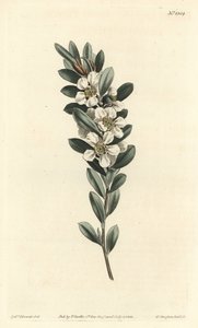 Arbre à thé ou myrte australien - Sydenham Teast Edwards