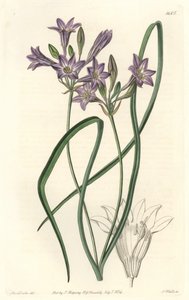 Triteleia ou brodiacea lâche (illustration de Sarah Anne Drake) - Sydenham Teast Edwards