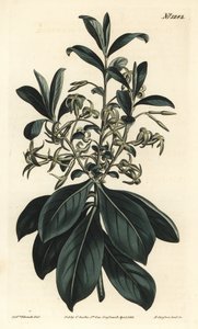 Daphné à fleurs jumelles