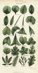 Types de feuilles de plantes - Sydenham Teast Edwards