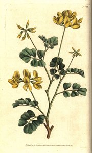 Coronille de Valence - Sydenham Teast Edwards