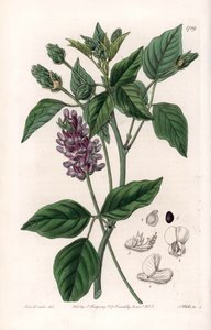 Psoralea variété - Gravure de S. Watts, d