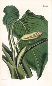 Variété de calla ou arum