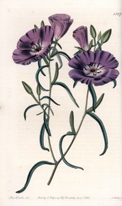 Variété de Clarkia, originaire d
