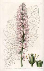 Francoa à feuilles laiteuses, endémique au Chili