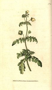 Variété de calceolaire - Calceolaria pinnata - Sydenham Teast Edwards