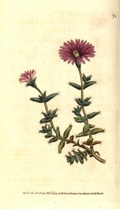 Variété de ficoïde - Mesembryanthemum barbarum. Gravure à la main en couleur d