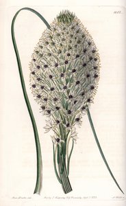 Variété de liliacée (Helonias asphodeloides) - Sydenham Teast Edwards