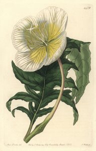 Oenothère - Oenothera anisoloba