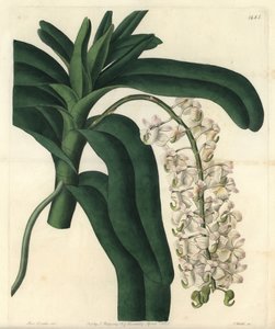 Orchidée à brosse de renard