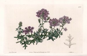 Verveine multifide - Sydenham Teast Edwards