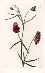 Variété de vesces - Gravure par S. Watts d