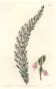 Epiary vésiculaire, originaire d