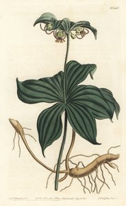 Médéole de Virginie