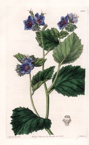 Phacélie visqueuse - Planche gravée par S. Watts, d