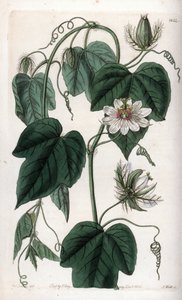 Passiflore à fleurs blanches - Sydenham Teast Edwards