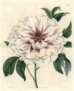 Pivoine arbustive blanche (illustration de Thomas Allport)