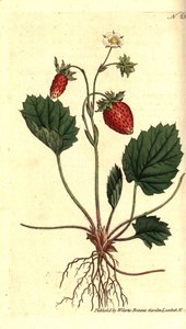 Fraise des bois, Fragaria vesca - Sydenham Teast Edwards