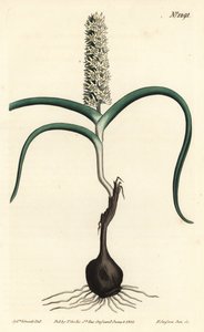 Wurmbea monopetala (illustration de Sydenham Edwards, gravure de F. Sansom Jr.)