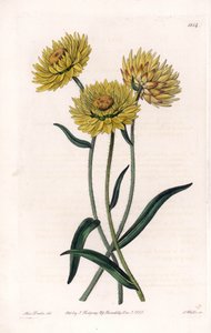 Xerochrysum Variete, endémique en Australie - Gravure par S.Watts, d