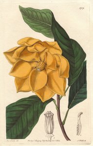 Magnolia à fleurs jaunes, originaire de Java (Indonésie) - Gravure par S. Watts d