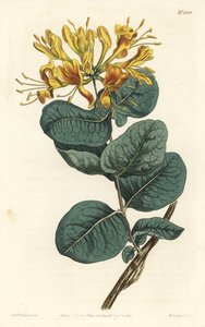 Chèvrefeuille à fleurs jaunes (illustration de Sydenham Edwards, gravure de F. Sansom Jr.)