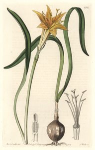 Pyrolirion jaune (Amaryllis arvensis), originaire du Pérou