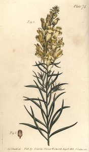 Linaire jaune ou muflier, Antirrhinum majus, Angiospermia