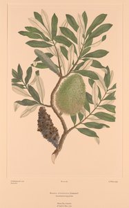 Florilège de Banks, Planche 284 Banksia Integrifolia - Sydney (after) Parkinson