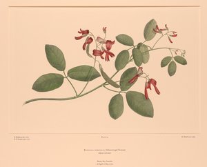 Florilège de Banks, Planche 74 Kennedia Rubicunda - Sydney (after) Parkinson
