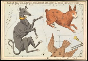 Canis Major. Lepus, Columba Noachi & Cela Sculptoris, vers 1825 - Sydney Hall