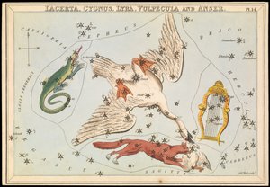 Lacerta, Cygnus, Lyra, Vulpecula et Anser, c.1825 - Sydney Hall