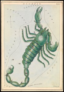 Scorpion, c.1825 - Sydney Hall