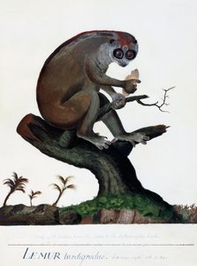 Lémur tardigrade