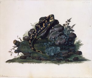 Salamandre, aquarelle