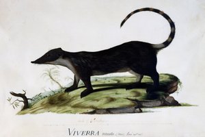 Viverra nasuta mâle