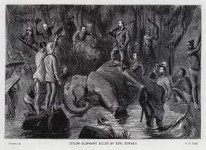 Éléphant tué par le roi Édouard VII