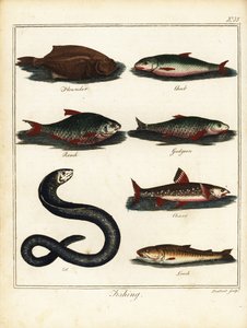 Pêche : flet, chevesne, gardon, goujon, omble, anguille, loche. 1792 - T. Prattent