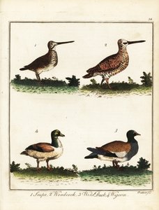 Oiseaux de gibier : bécassine, bécasse, canard sauvage et sarcelle. 1792 (gravure) - T. Prattent