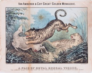 Une paire de tigres du Bengale royal