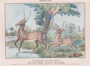 Cerf Axis tacheté